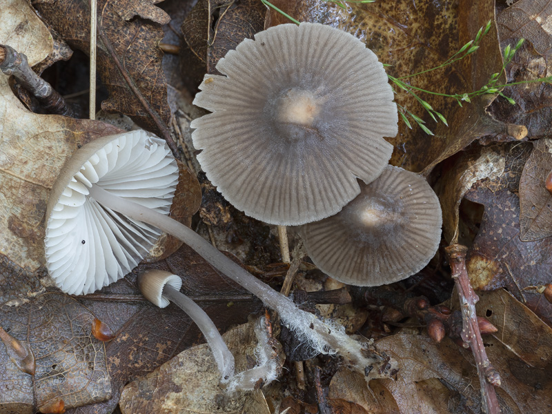 Mycena abramsii